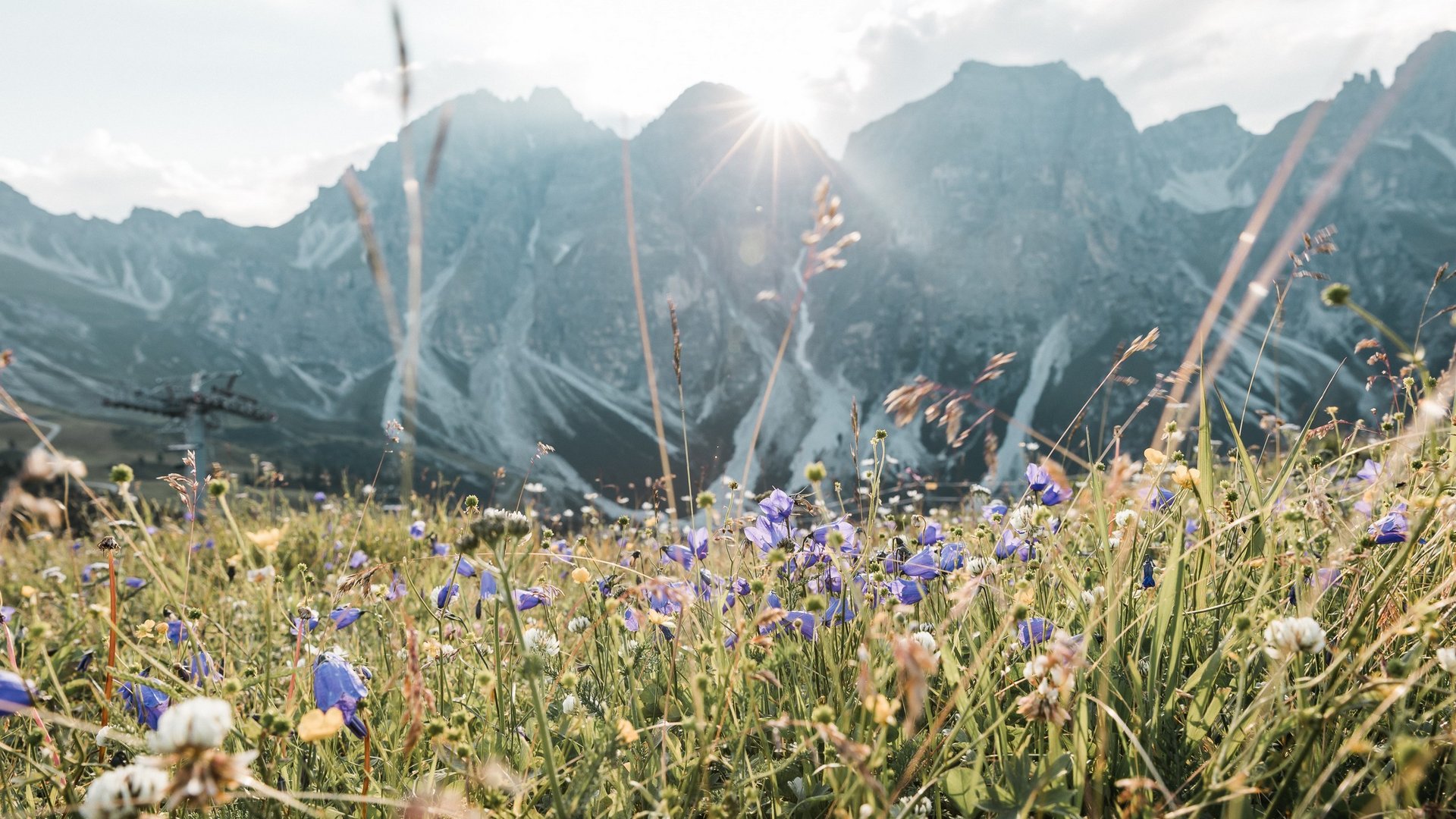 Your apartment for a Stubaital summer holiday ☀ Wildflower meadow in front of mountains with sunlight
