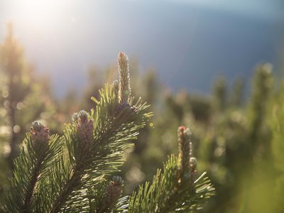 Beispielaufbau einer Unterseite Fichtenzweige mit jungen Zapfen im Sonnenlicht