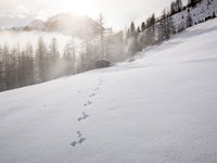 Ferienwohnung in Neustift im Stubaital mit Style ❥ Spuren im Schnee führen zu einer Hütte am Waldrand unter Sonnenlicht